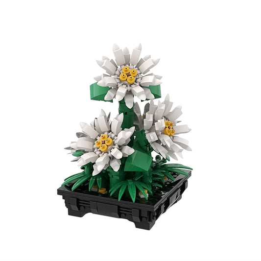 MOC-159352 Daisies