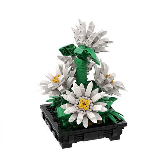 MOC-159352 Daisies