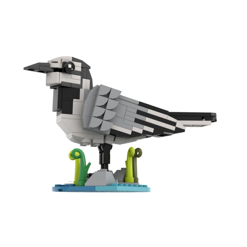 MOC-236468 White wagtail