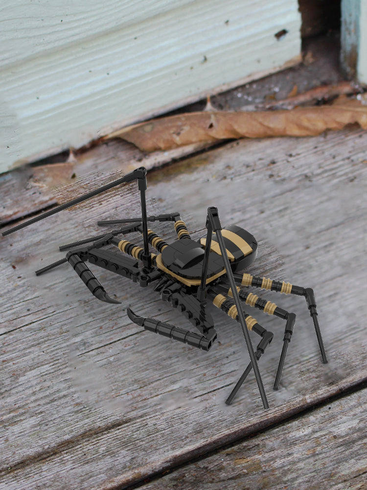 MOC-210098 Tailless Whip Scorpion (Amblypygi Order)
