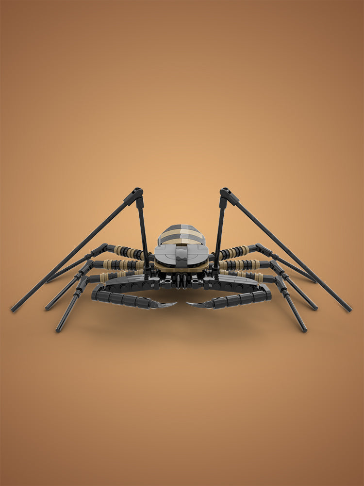 MOC-210098 Tailless Whip Scorpion (Amblypygi Order)