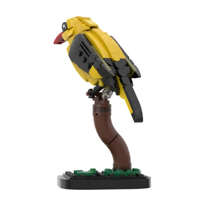 MOC-213411 Golden oriole