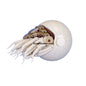 MOC-109411 Shell Nautilus Marine Mollusk Building Block Assembly Model Toy
